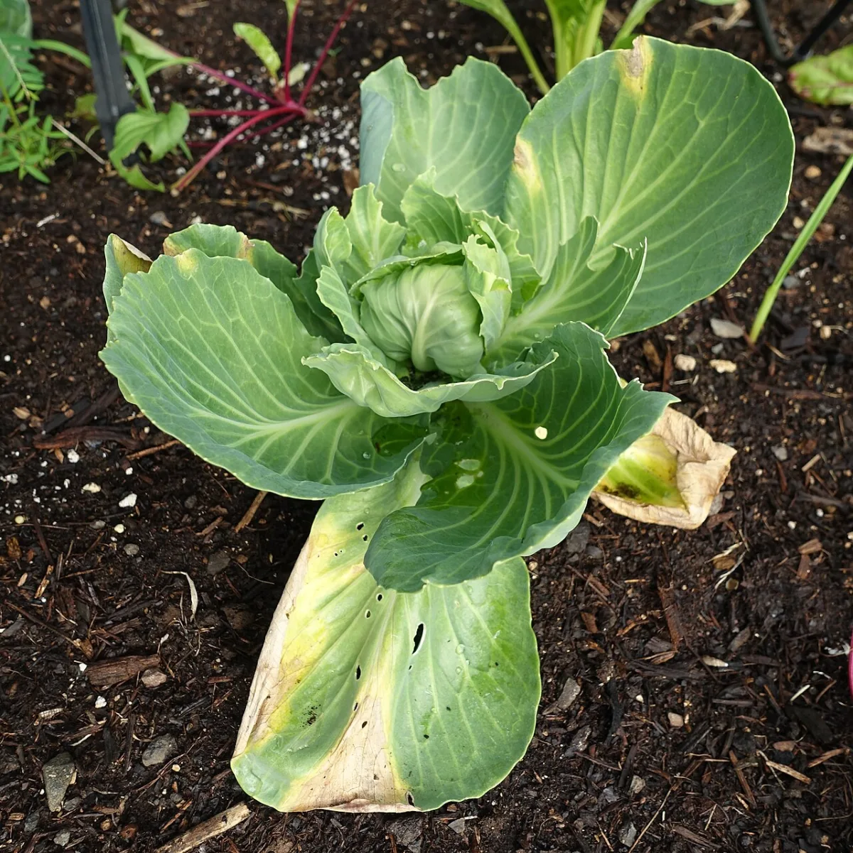 Residual amounts of diamide insecticides in Belarusian crop production