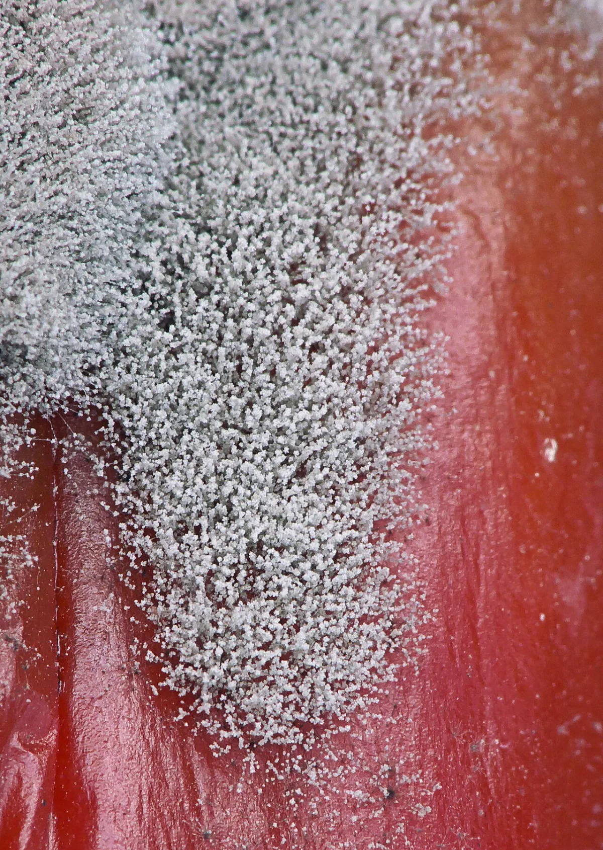 Prevention and treatment methods for major tomato diseases