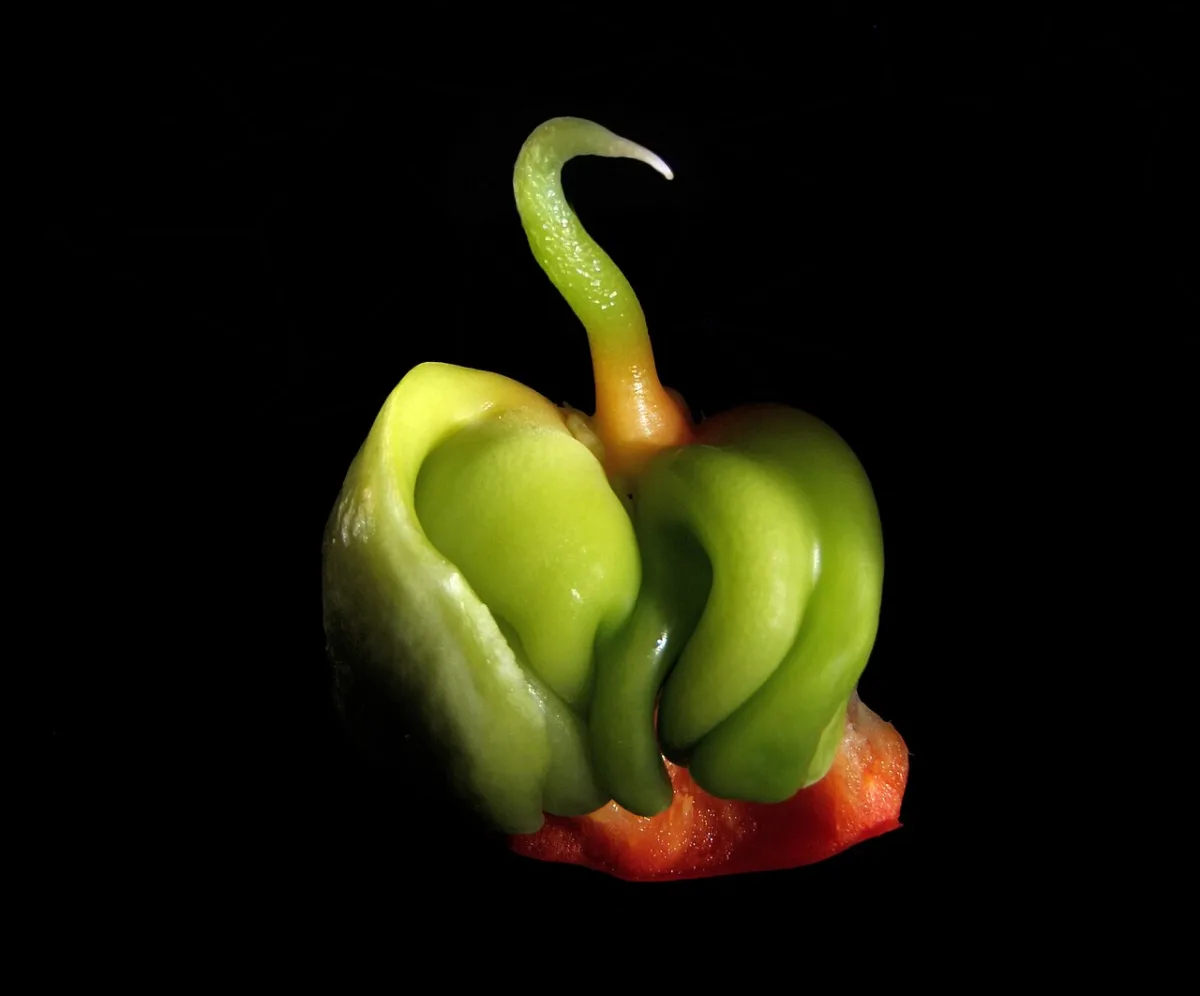 Growing bell peppers in a greenhouse and their beneficial properties