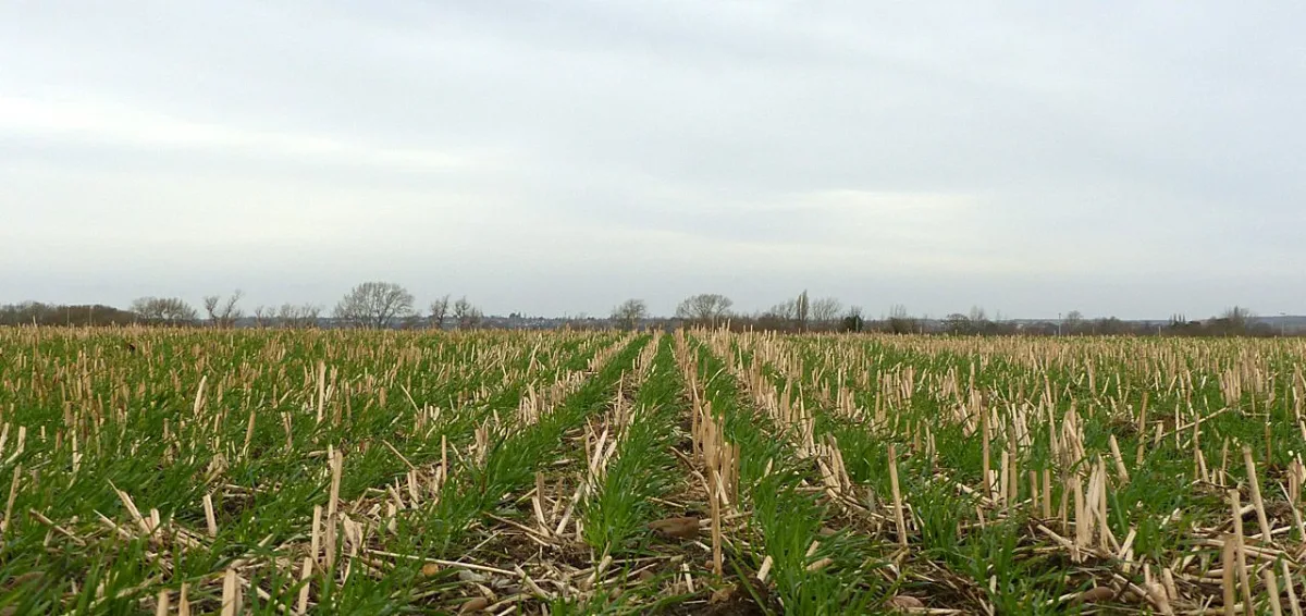 The role of organic matter and humus in the process of soil formation