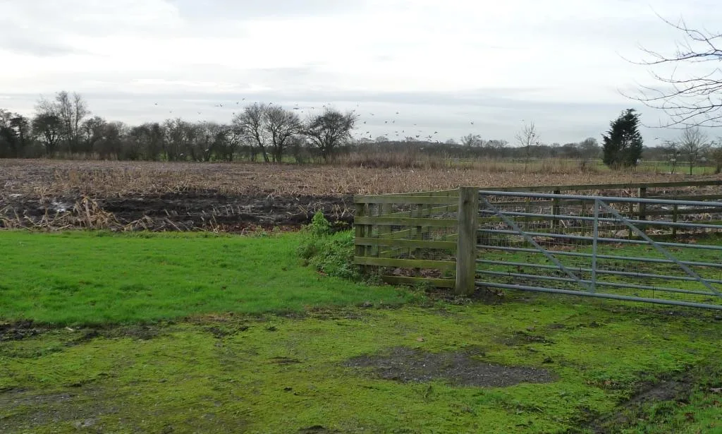 Technological features of soil preparation and tillage for vegetable crops