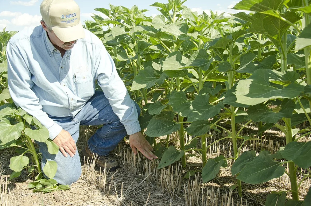 The impact of fisheries on food security and the use of agricultural soil