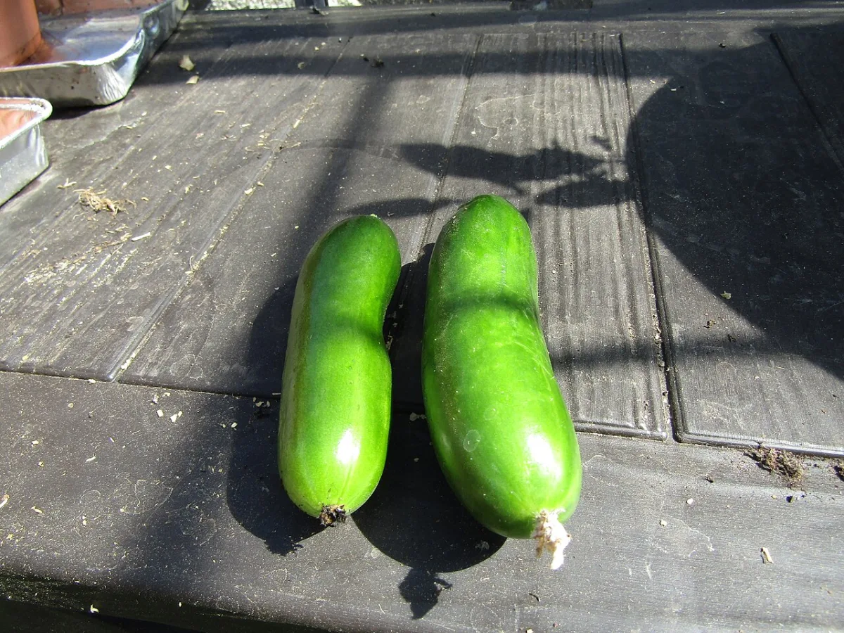 Technologies for growing cucumbers via transplants and direct sowing
