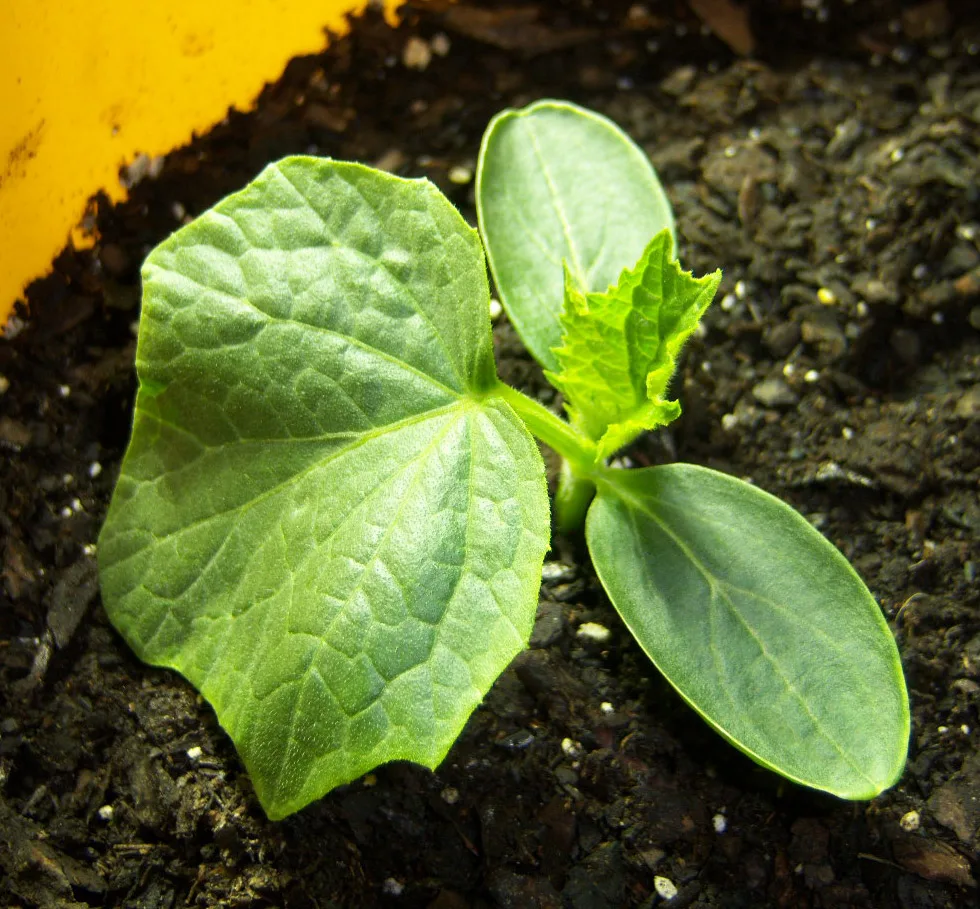 Application of hydrogel for growing vegetables in a greenhouse in the North-West
