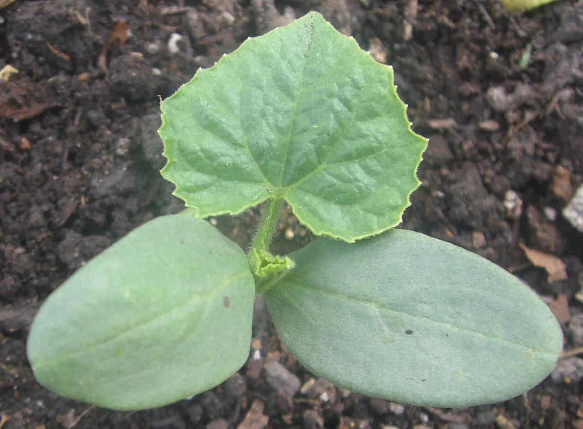 Growing cucumber and various onion species transplants in hotbeds