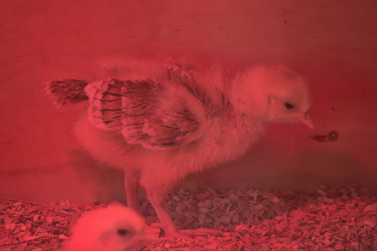 Development of extraembryonic organs and the economics of industrial egg incubation