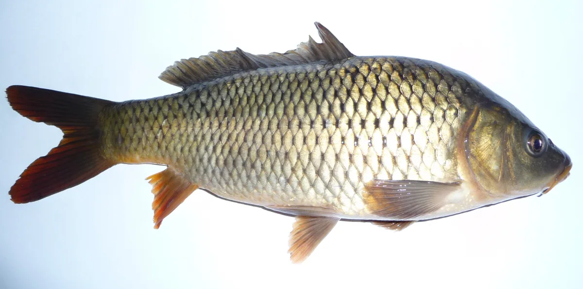 Rationing and calculation of daily feeding rates for carp using compound feed