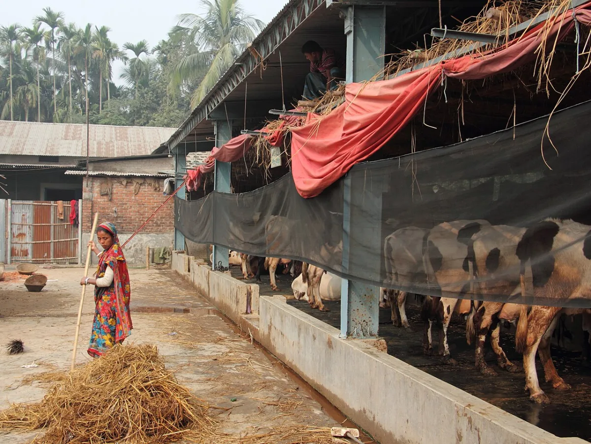 Technological foundations of beef cattle management and rearing