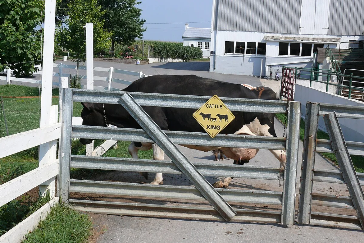 Indicators of milk productivity in Holstein and Ayrshire cattle breeds