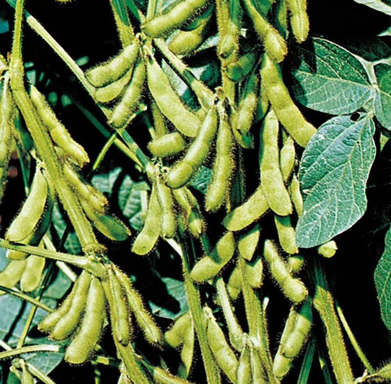 Agrotechnology for cultivating grain legumes in a home garden