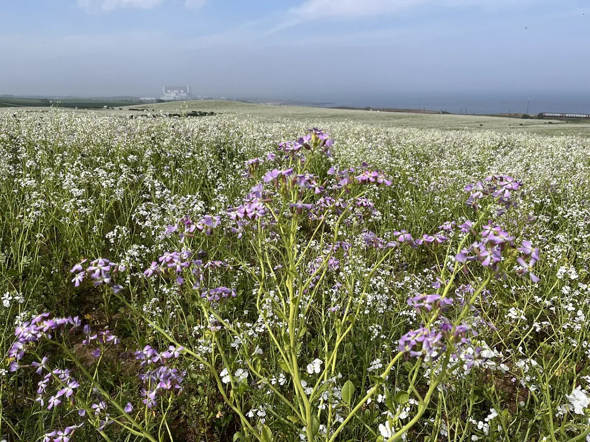 Placement of perennial grasses and the fertilizer system for alfalfa in crop rotation