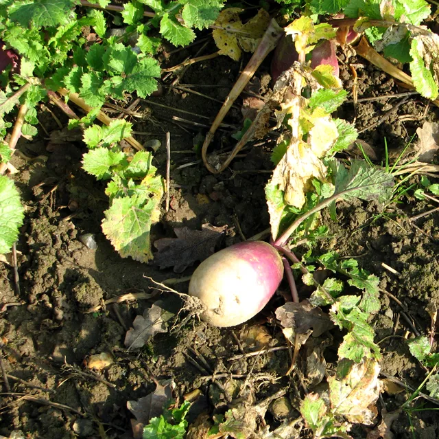 Fertilizer system and cultivation practices for forage crops