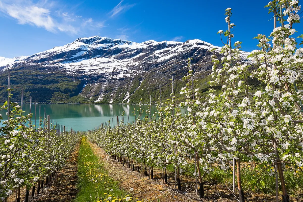 Evaluation of winter hardiness of apple cultivars in the Kuban horticultural zone