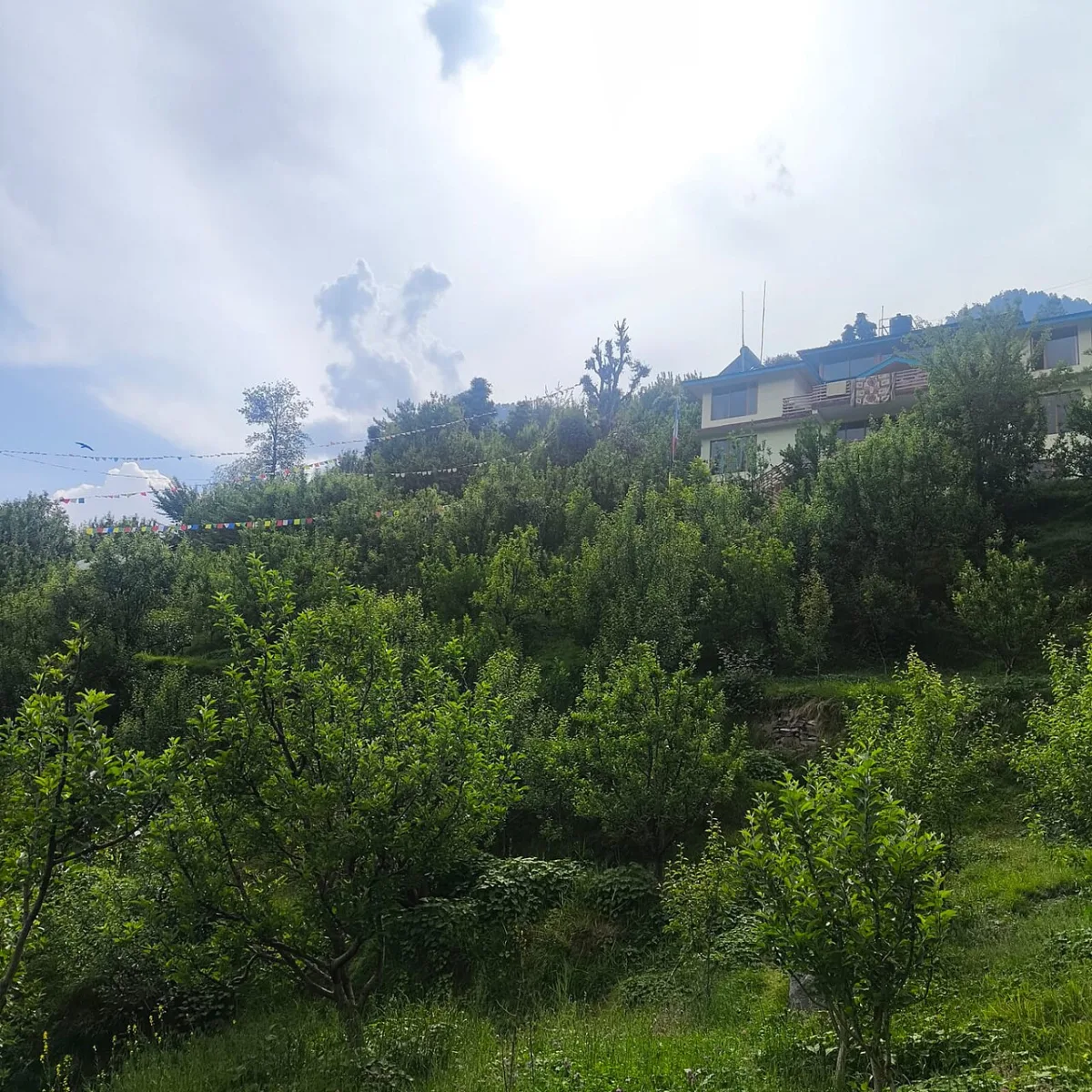 Вибір насіннєвих та вегетативних підщеп для плодових культур