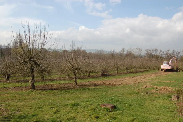 Biological compatibility of scion and rootstock in pomiculture
