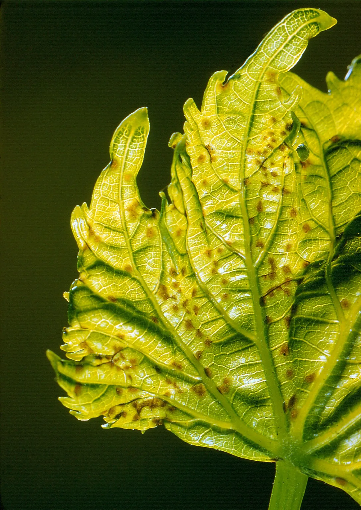 Klin technology for cucumber cultivation in greenhouses and plant protection