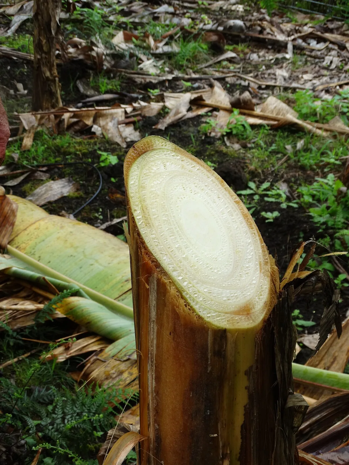 Localization of plant symptoms on leaves and organs
