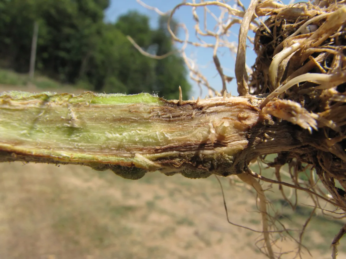 Influence of hydrothermal conditions on the development of eyespot root rot in winter grain crops