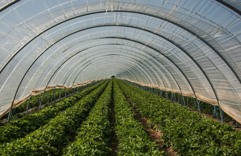 Biology of fungal pathogens and classification of greenhouse crop disease agents
