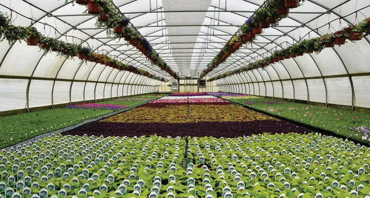 The influence of maturity stage and growing conditions on the phytosanitary status of greenhouse crops