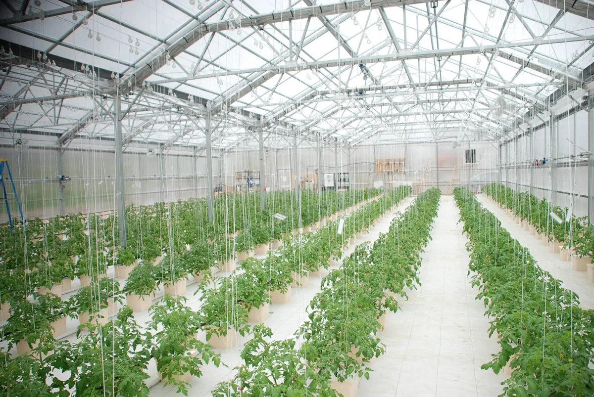 Biological plant protection of greenhouse crops against pests and diseases