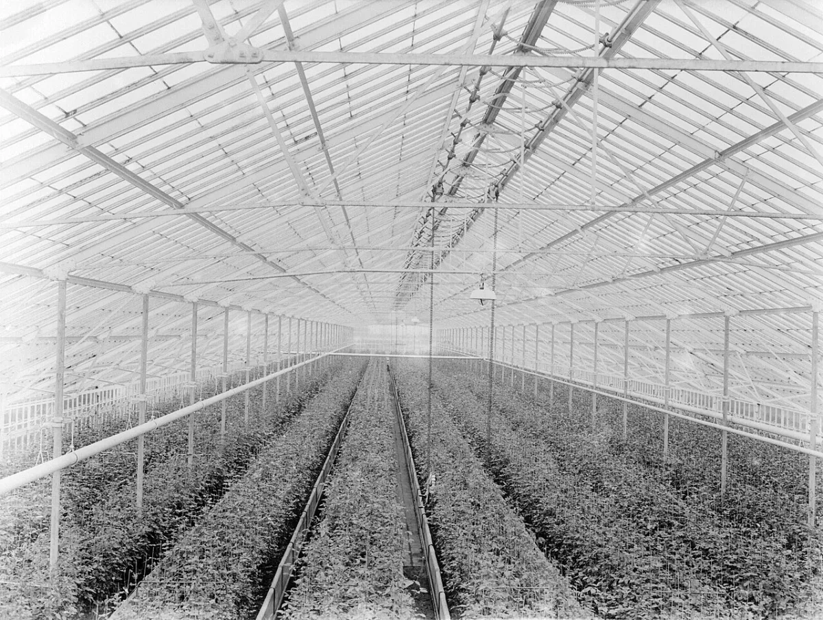 Selection of cultivars and cultivation techniques for melons and watermelons in a greenhouse