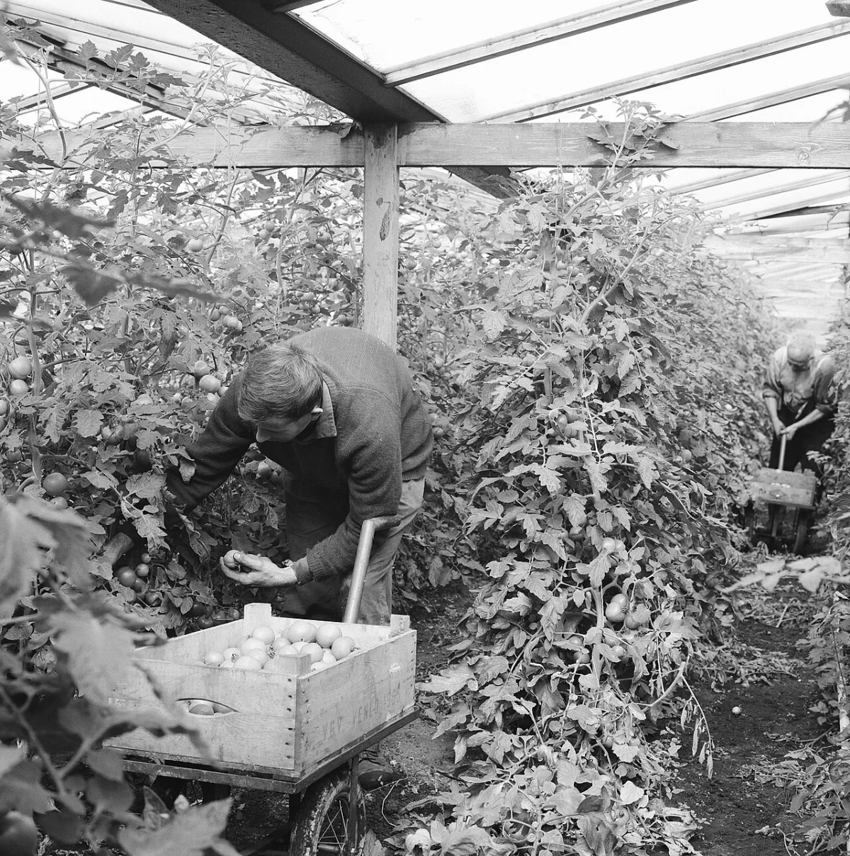 Pollination of vegetable crops in a greenhouse without the use of bees or manual labor