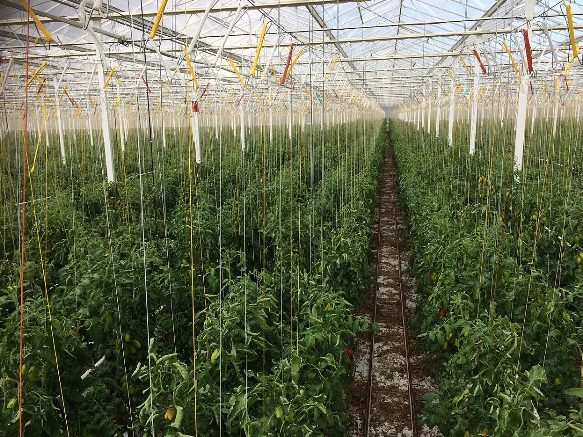 Calendar of agrotechnical works in greenhouses and the vegetable garden in June and July