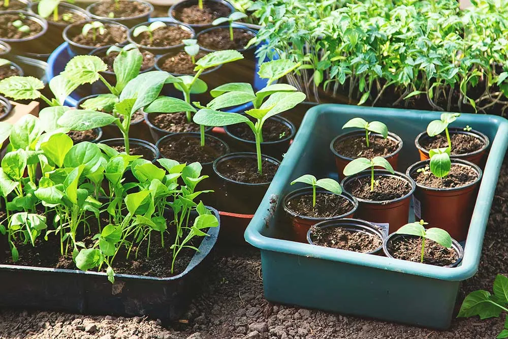 Cultivation and hardening regime for seedlings to increase yield