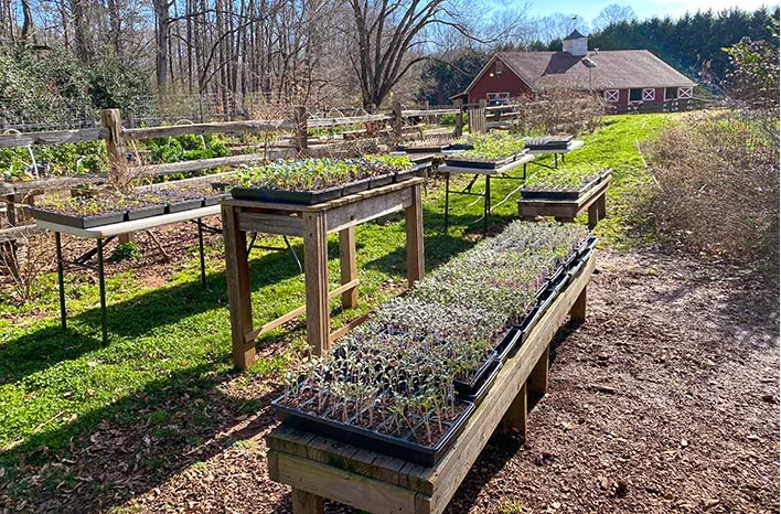 Rules and algorithm for preparing transplants for planting in open soil