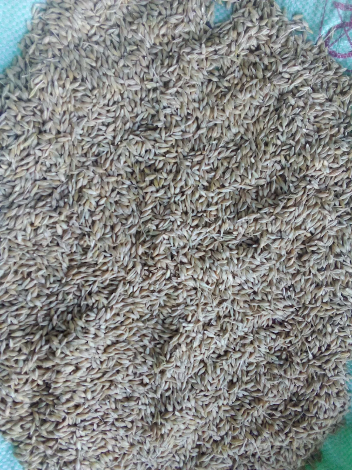 Economic significance and feed quality of spring barley in crop production