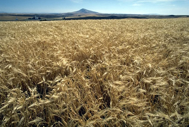Economic importance of oats as a food and forage crop
