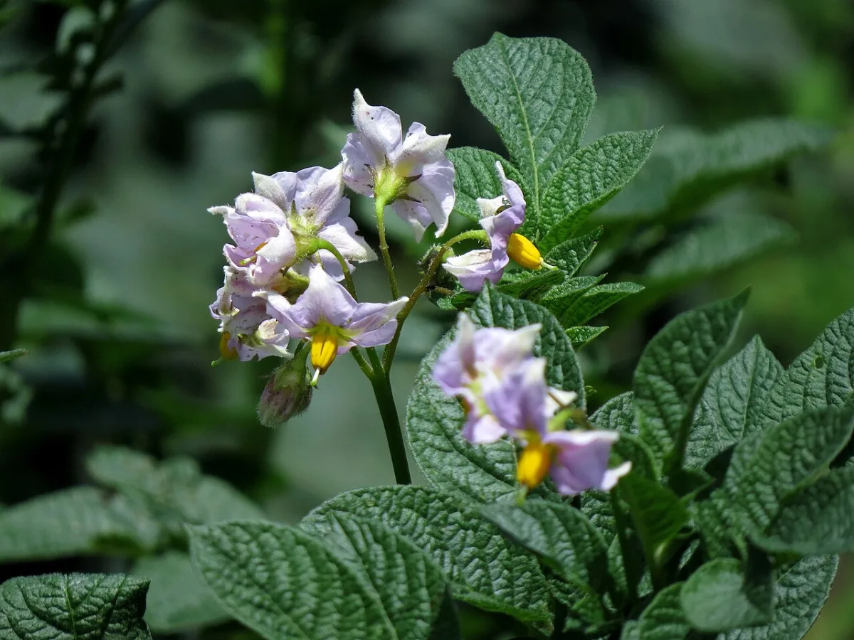 Agricultural practices for potato cultivation and pest protection