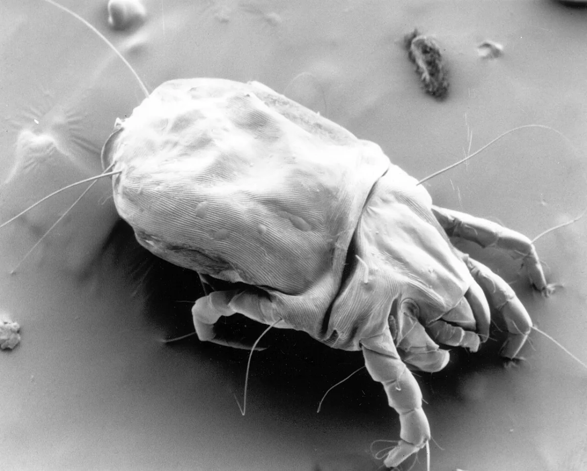 Influence of storage pests on the sowing qualities of cereal crop seeds