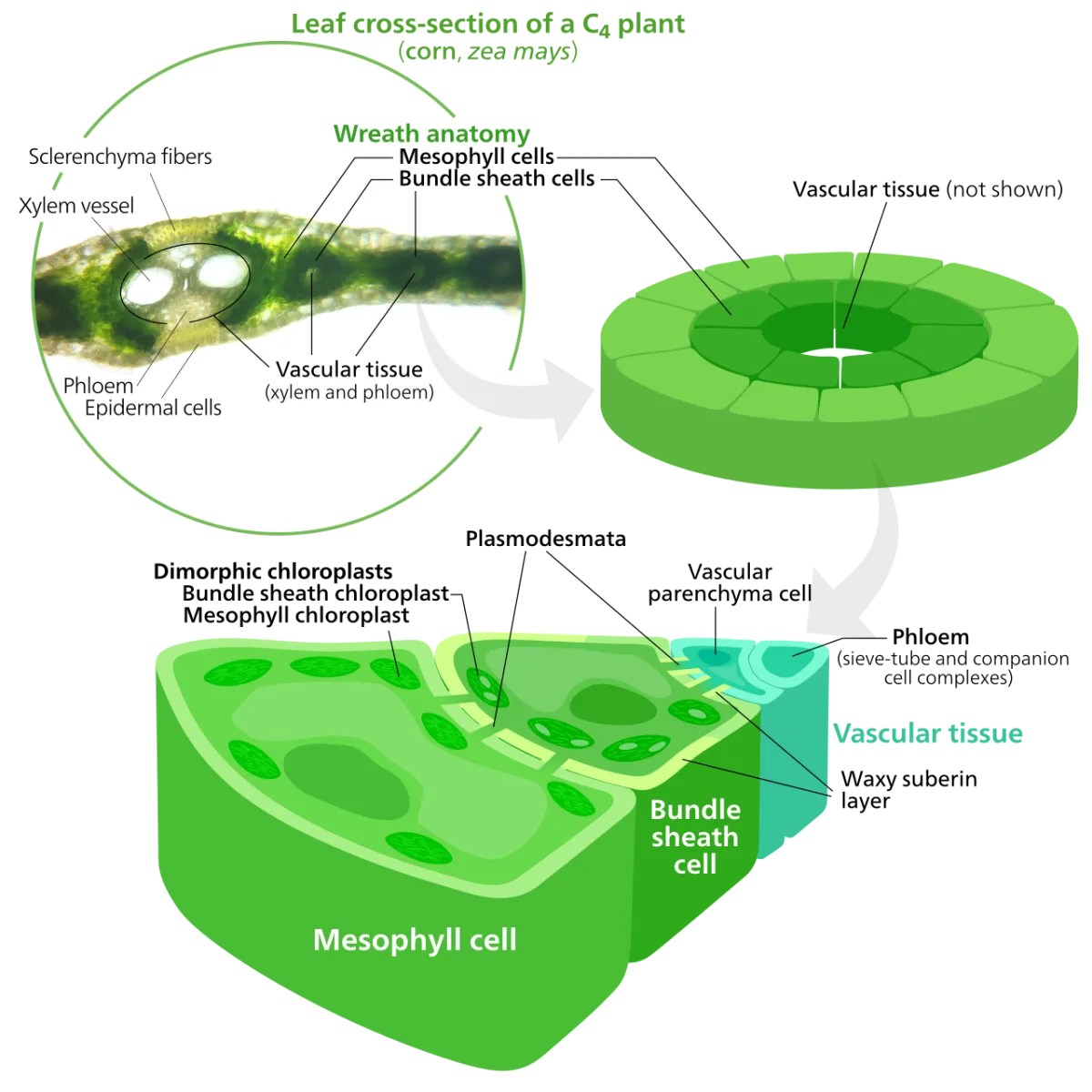 Photosynthesis as the main factor of crop productivity and yield
