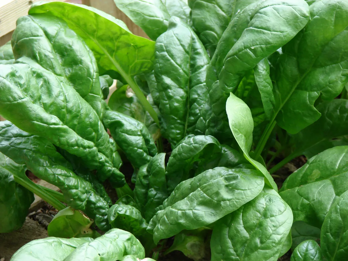 Specifics of growing leafy greens and cucumbers in greenhouses