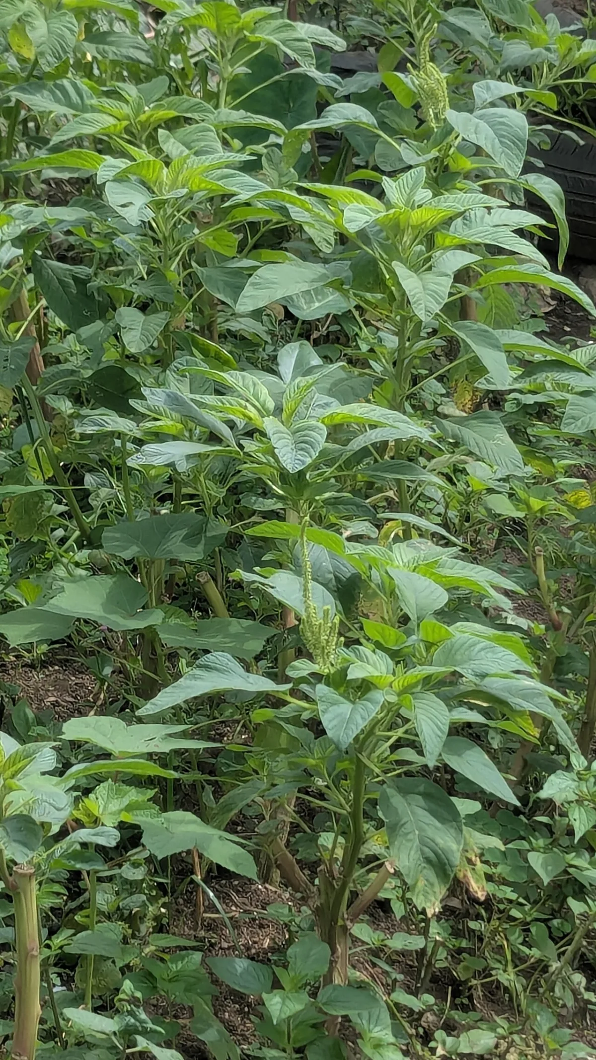 The role of vegetable crops in the human diet and metabolism