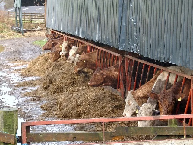 Methods for assessing the meat productivity and carcass quality of livestock animals