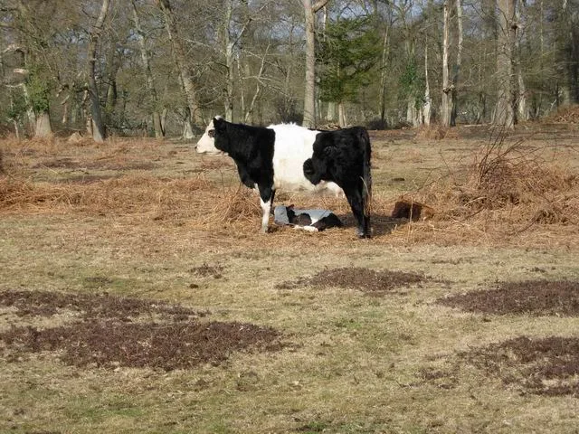 Organization of zootechnical recording and identification of livestock animals