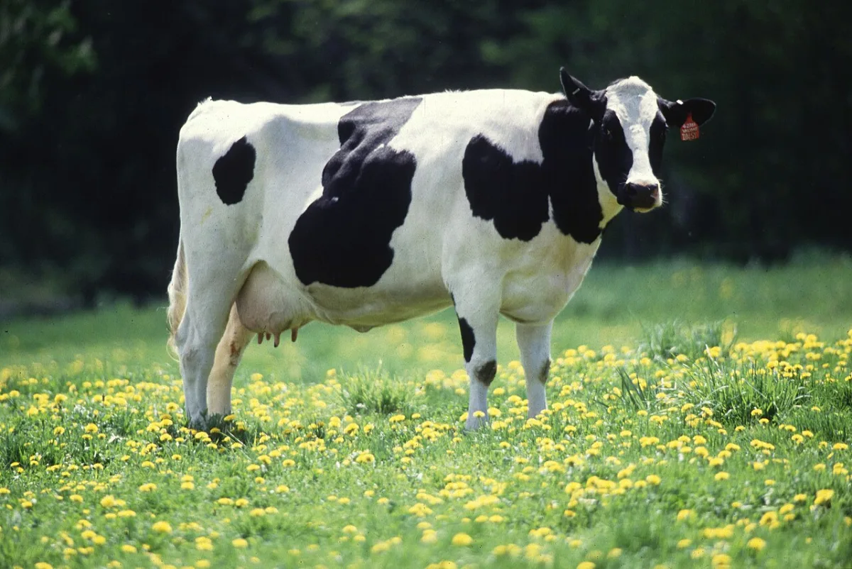 Diagnostics and treatment of rhinitis and laryngitis in livestock animals