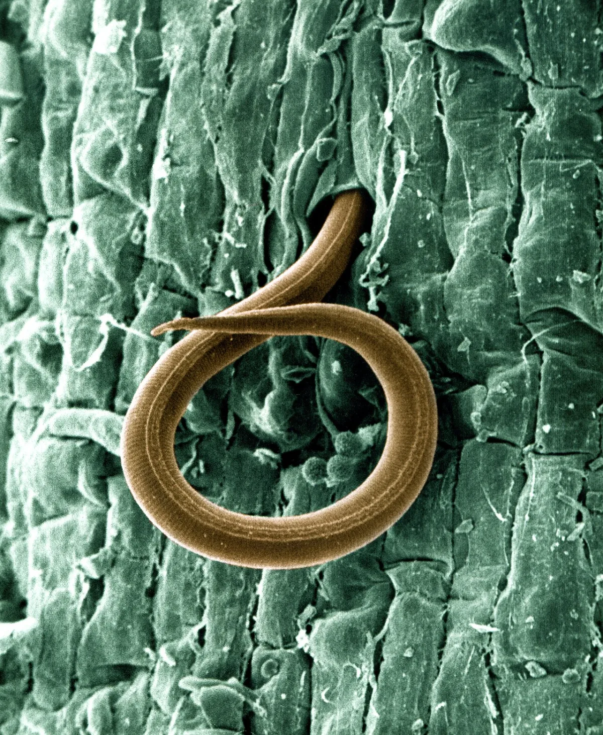 Control of phytoparasitic nematodes in greenhouse vegetable production
