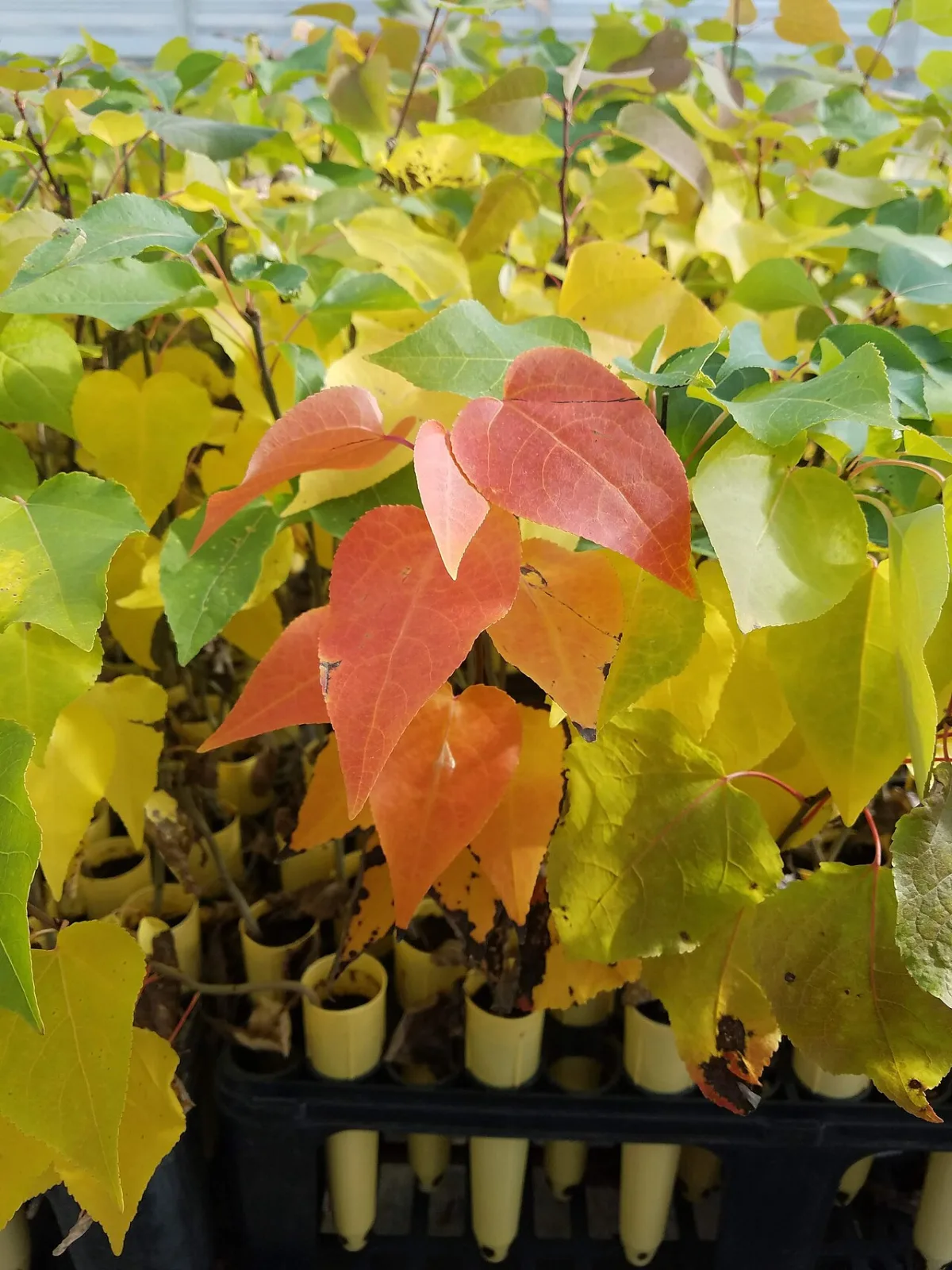 Clonal micropropagation and production of virus-free nursery plants of ornamental crops