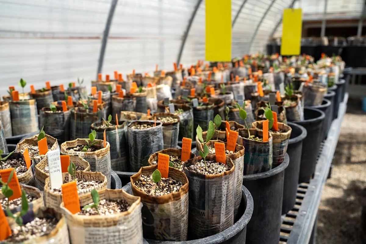 Diagnostics of chrysanthemum inflorescence deformation and agrotechnology of freesia cultivation