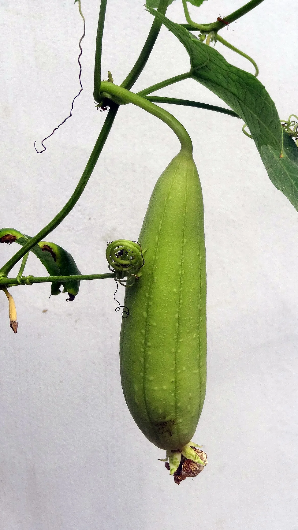 Plant protection of cucumbers against diseases and cultivation techniques for cucurbit crops in a greenhouse