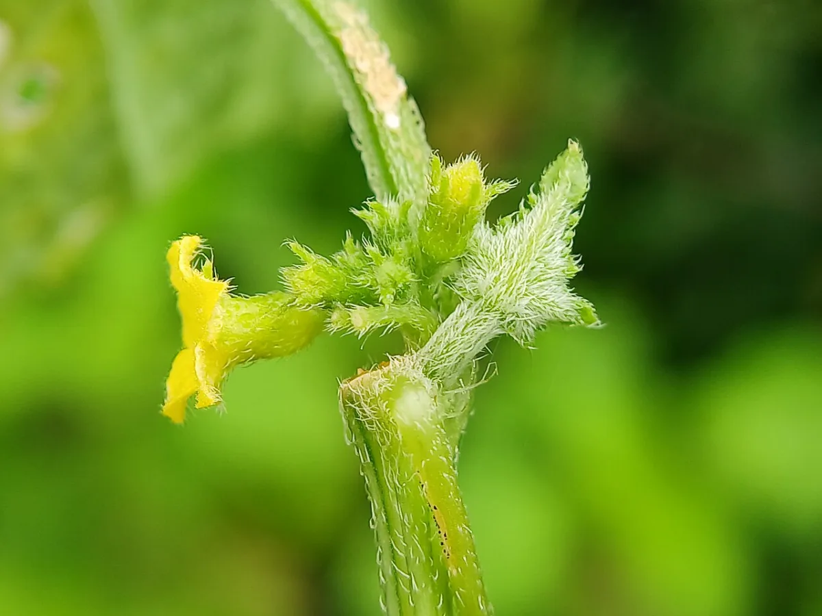 Agricultural techniques for growing and caring for cucumbers in block greenhouses