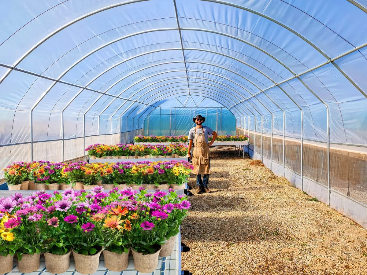 Sowing technology for ornamental crops and seed application rates