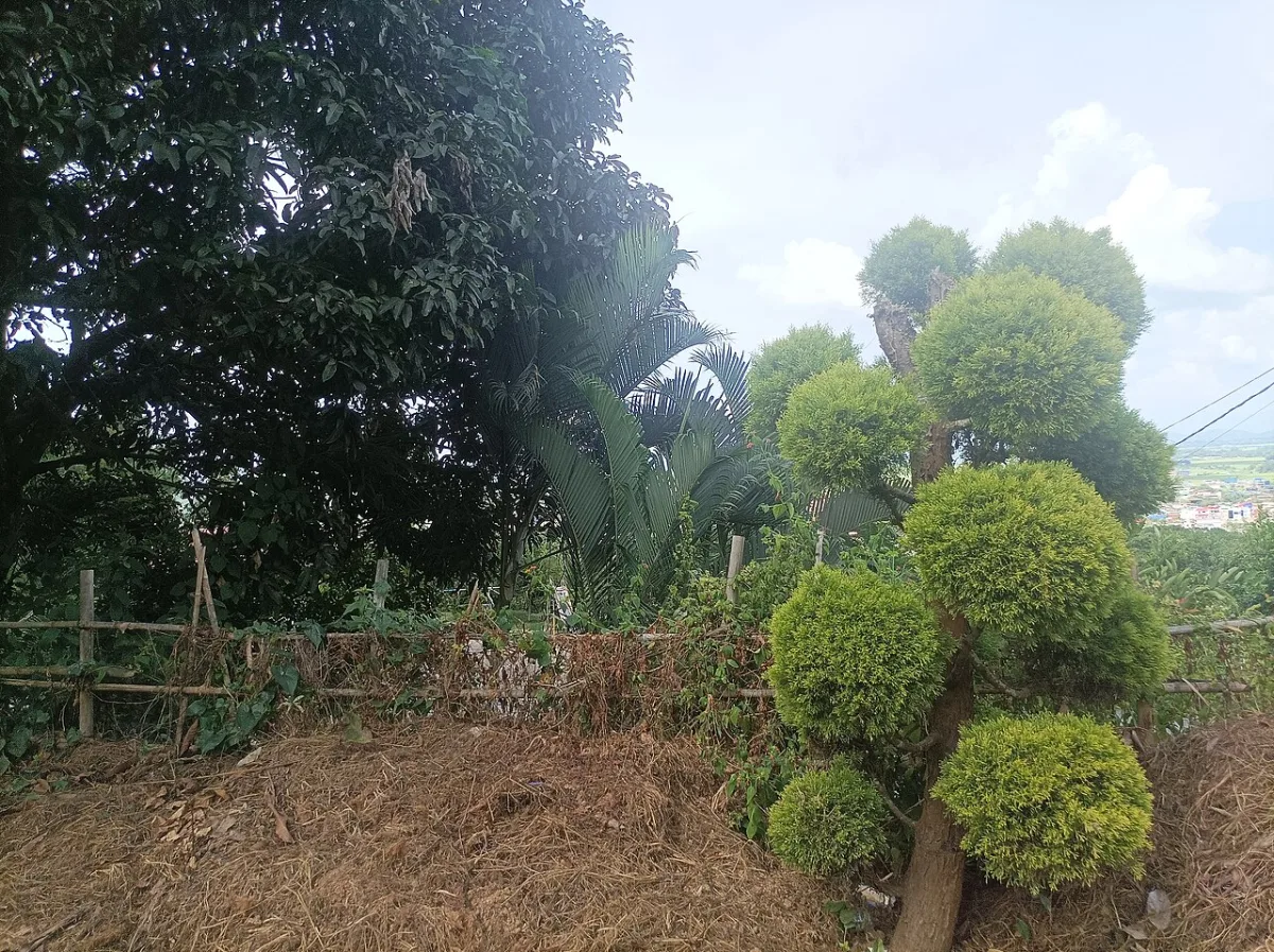 Classification of ornamental crops by temperature requirements for cultivation