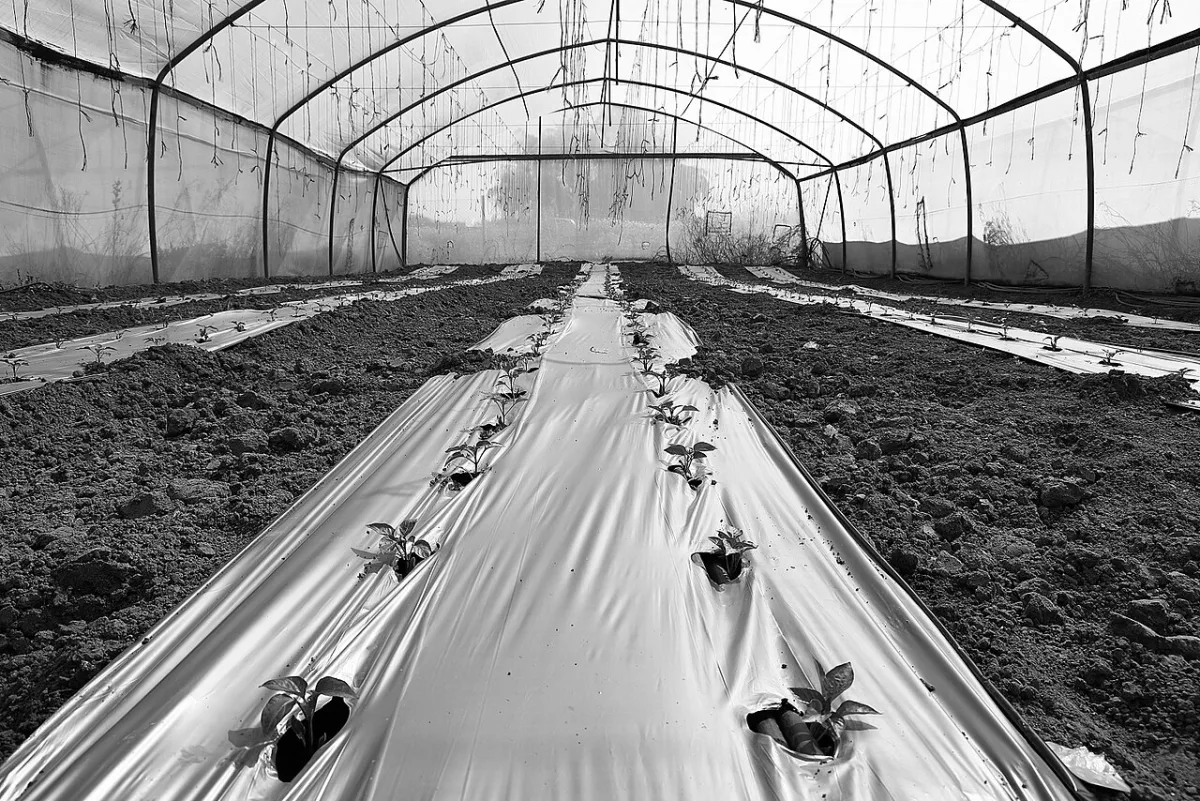 Technology of growing pepper transplants for greenhouse and open soil