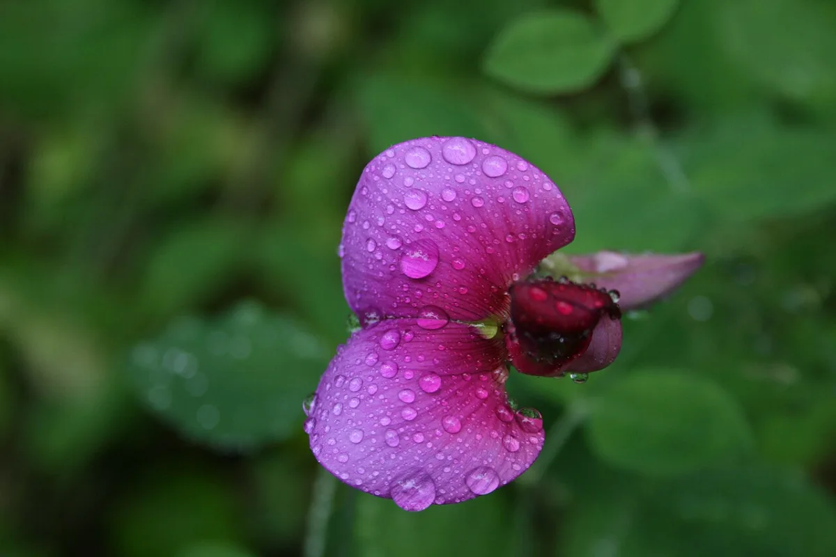 The role and prospects of growing perennial legumes in forage production