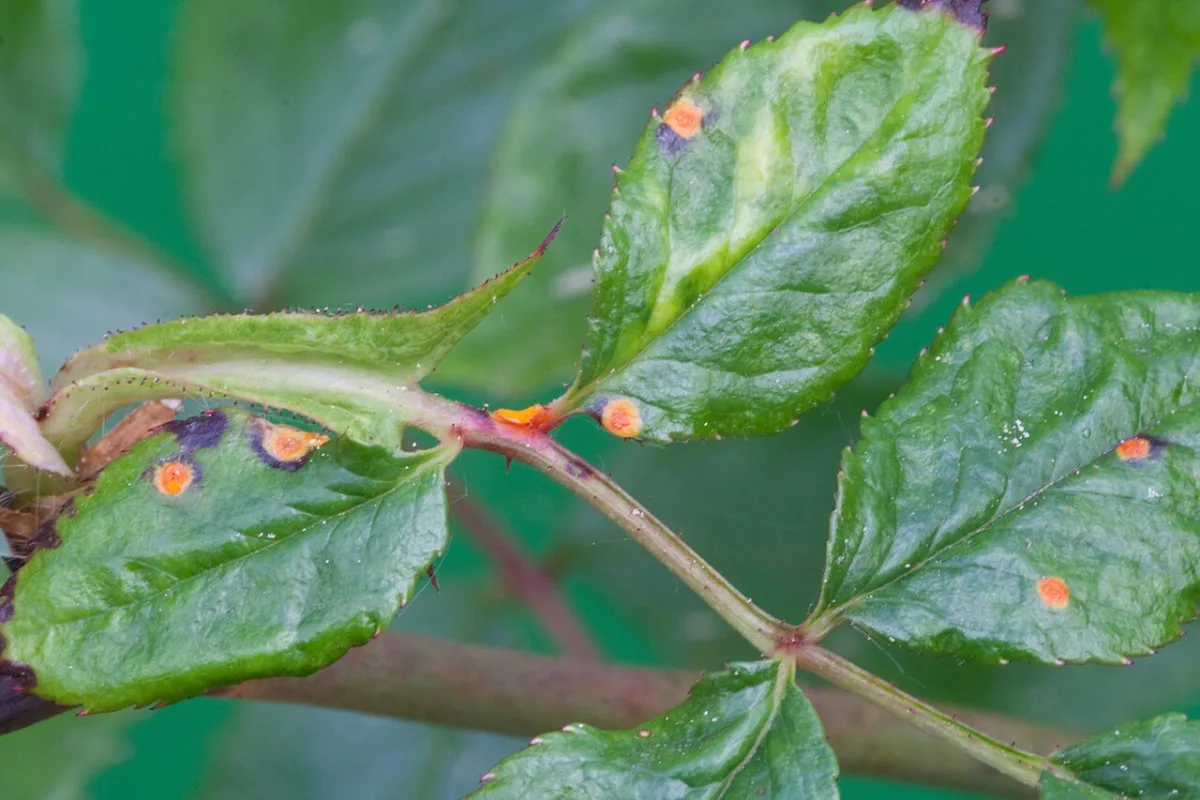 Diseases and pests of gynura, ivy, and hydrangea in greenhouses
